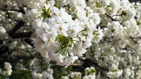 Cherry tree with white flowers in full bloom in the Jardin des Plantes in Paris Stock-Footage 172140152