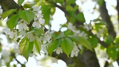 Cherry tree with white flowers macro Stock Footage 306239201