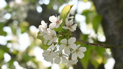 Cherry tree with white flowers macro view Stock Footage 306239325