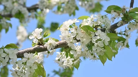 Cherry tree with white flowers macro view Stock Footage 306239521