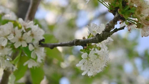Cherry tree with white flowers macro view Stock Footage 306239786