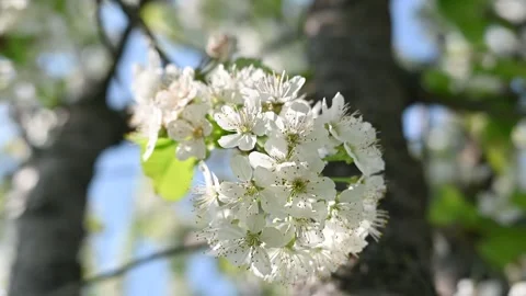 Cherry tree with white flowers macro view Stock Footage 306240003