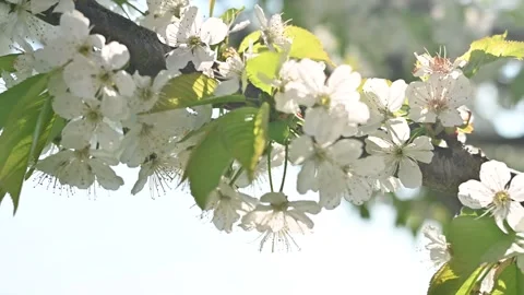 Cherry tree with white flowers panorama Stock Footage 306239202