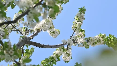 Cherry tree with white flowers panorama view Stock Footage 306239620