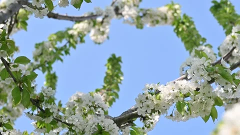 Cherry tree with white flowers panorama under the tree Stock Footage 306239850