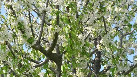 Cherry tree with white flowers panorama view with blue sky Stock Footage 306240108