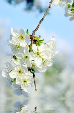 Cherry tree with white flowers Stock Photos
