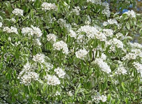 Cherry tree with white flowers Stock Photos