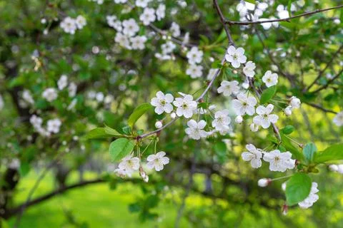 Cherry tree with white flowers in the spring garden. Branch of blossoming cherry Stock Photos