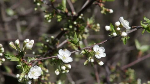 Cherry tree with white flowers on twigs in fruit garden Stock Footage 135371730