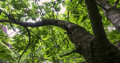 Cherry tree wide angle from below many hours time lapse Stock Footage 52346782
