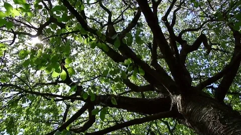 Cherry tree in wind Stock Footage 76160940