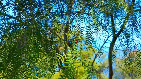 Cherry tree in wind Stock Footage 85491270
