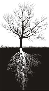 Cherry tree without leaves with roots 스톡 일러스트