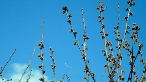 Cherry tree with young swollen buds before flowering in April Stock-Footage 273008052