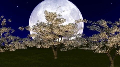 Cherry trees against big moon Video stock 85218047