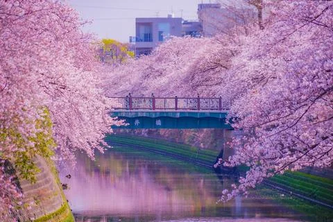 Cherry trees along the Ooka River Promenade Stock Photos