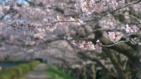 Cherry Trees along a Path in Bloom Stock Footage 147851414