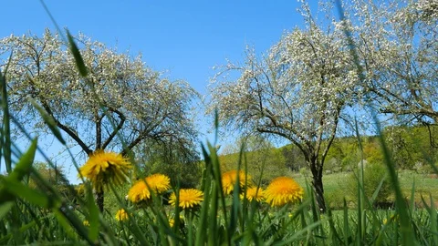 Cherry trees and dandelions in spring Stock-Footage 129389637