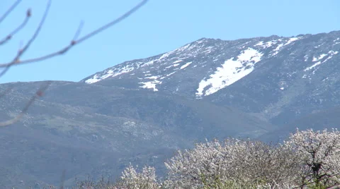 Cherry trees and mountain top with a patch of snow Stock Footage 49034427