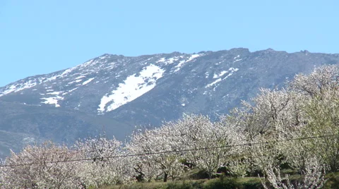 Cherry trees and mountain top with a patch of snow Stock Footage 49054680