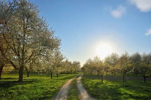 Cherry Trees and Path, Appenweier, Ortenaukreis, Baden-Wurttemberg, Germany Stock Photos