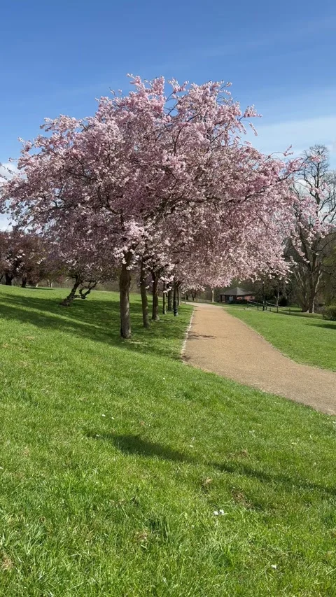 Cherry trees and pink blossoms in the park Stock Footage 305907390