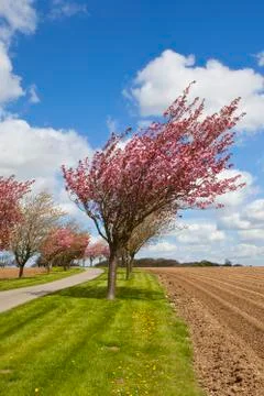 Cherry trees and potato rows Stock Photos