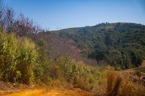Cherry trees are beginning to bloom pink in the mountain village. Stock Photos