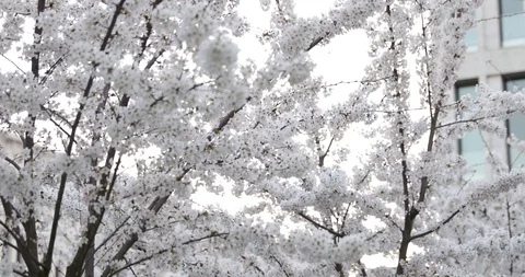 Cherry trees are strewn with white flowers on the street of the city Stock Footage 129079470