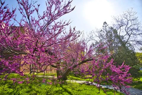 Cherry trees bloom on beautiful spring mornings Stock Photos