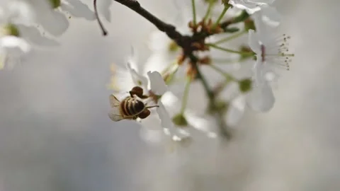 Cherry trees in bloom with bees actively pollinating, captured in macro slo.. Stock Footage 305760119