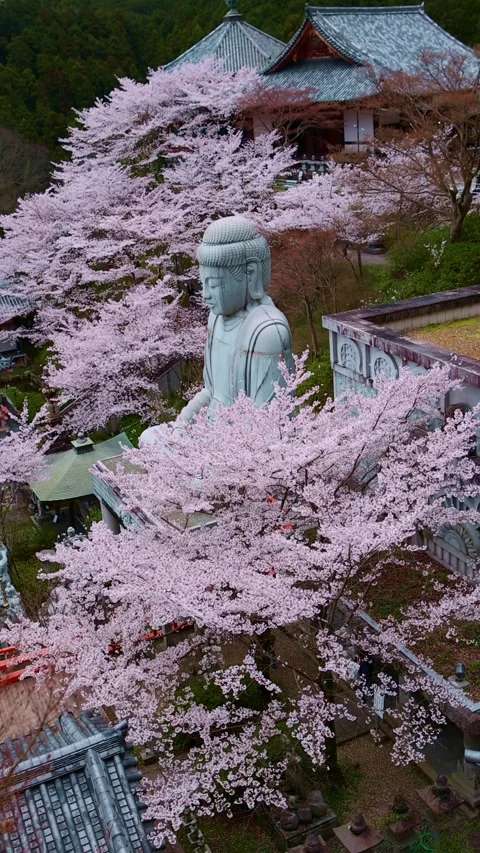 Cherry trees in bloom in a buddhist temple in Kyoto, Japan, Japanese spring in Stock Footage 271134139