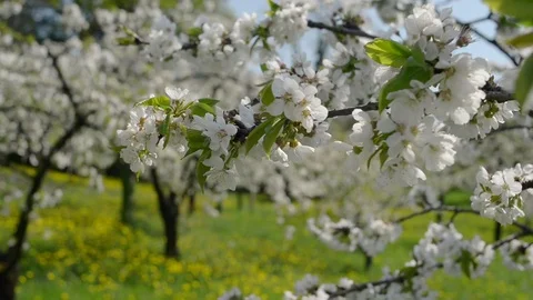Cherry trees in bloom on the hills Stock Footage