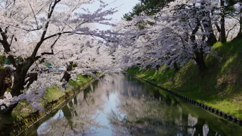 Cherry trees in bloom in Japan in the springtime in Kyoto, tourism in Japan in Stock Footage 273565440