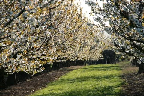 Cherry trees in bloom Stock Photos