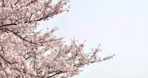 Cherry trees bloom in spring. Stock Footage 119093038