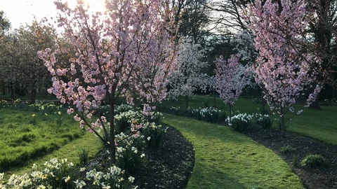 Cherry trees in bloom on a sunset light Stock Footage 127981756