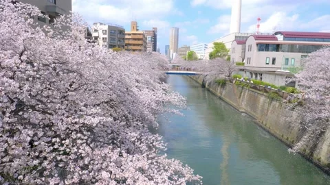 Cherry trees in bloom in Tokyo along Meguro River, Japanese sakura blossom in Stock Footage 237127300