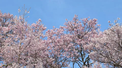 Cherry Trees in Bloom under a Blue Sky Stockbeeldmateriaal 147906541