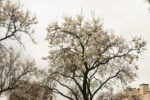 Cherry trees blooming during spring season Stock Photos