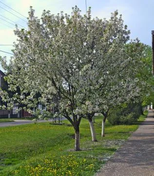 Cherry trees blooming flowers at spring Stock Photos