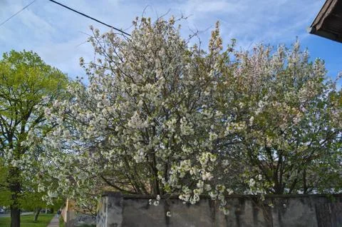 Cherry trees blooming flowers at spring Stock Photos