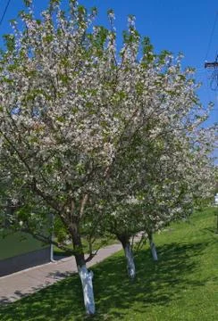 Cherry trees blooming flowers at spring Stock Photos