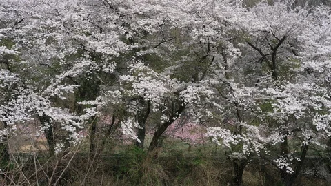 Cherry Trees Blooming in the Mountain Stock Footage 90248245