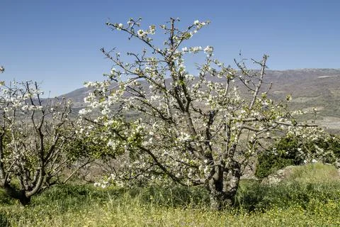 Cherry trees blooming Stock Photos