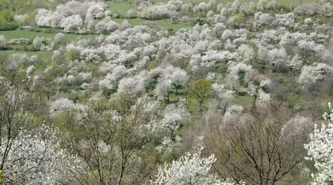 Cherry trees blooming in spring Stock Footage 49722720