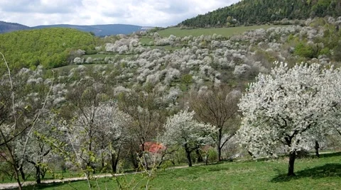 Cherry trees blooming in spring Stock Footage 49722732
