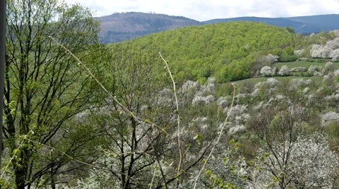 Cherry trees blooming in spring Stock Footage 49722750