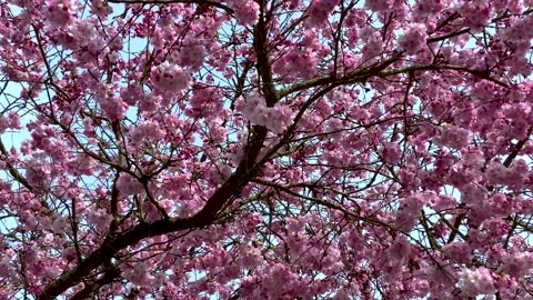 Cherry Trees Blossom. 4k. Stock Footage 152344879